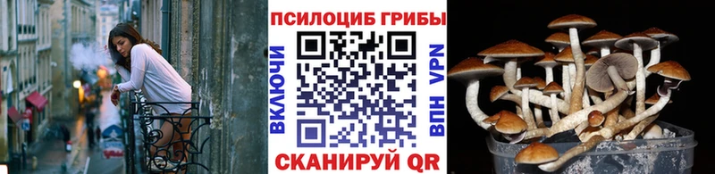 где купить наркоту  Дзержинский  Галлюциногенные грибы Psilocybine cubensis 